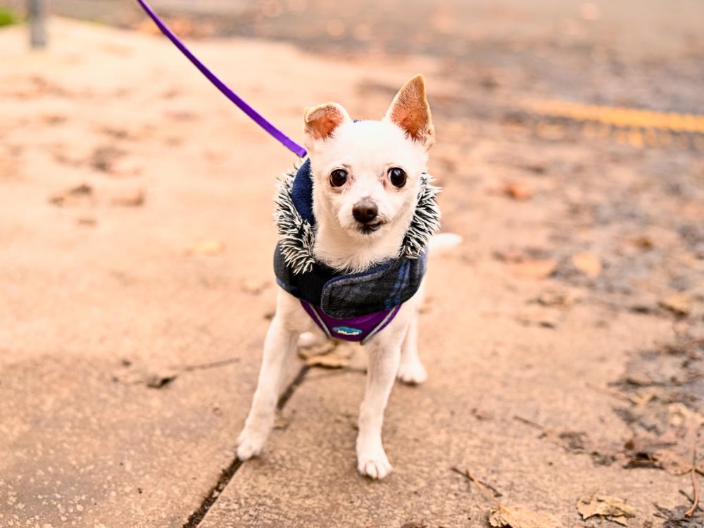 Pet-Photography-7